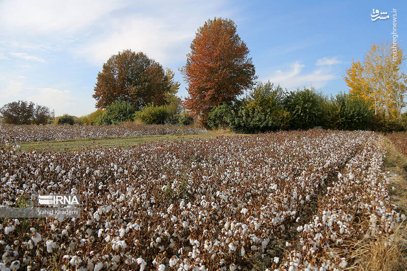 عکس/ برداشت پنبه از مزارع خراسان شمالی