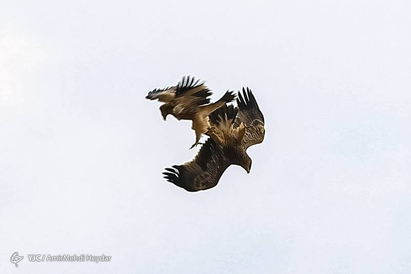 پرواز پرندهای خاص در حوالی تهران +عکس