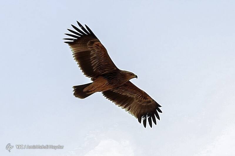 پرواز پرندهای خاص در حوالی تهران +عکس