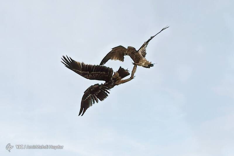 پرواز پرندهای خاص در حوالی تهران +عکس