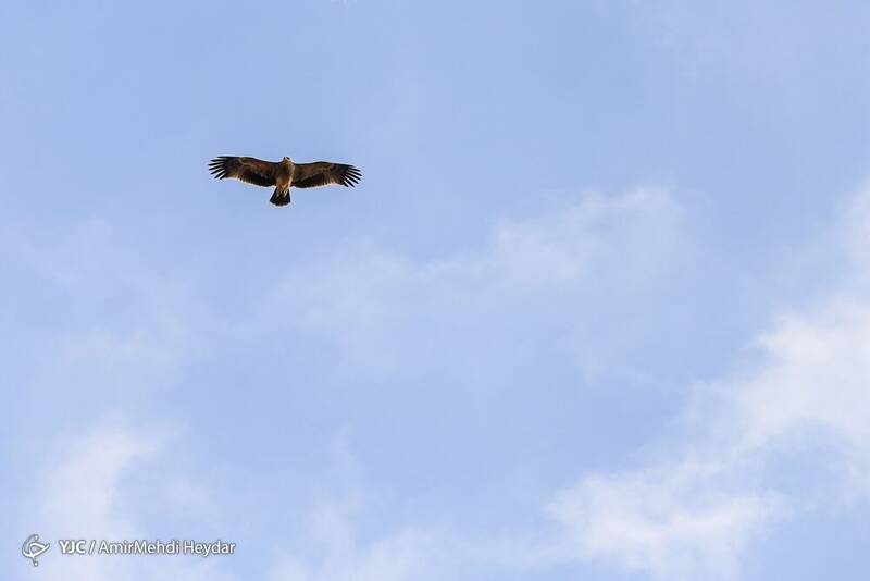 پرواز پرندهای خاص در حوالی تهران +عکس