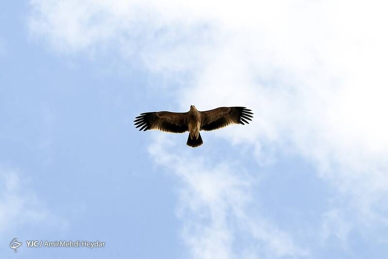 پرواز پرندهای خاص در حوالی تهران +عکس