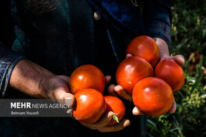گوجه در بازار خریدار ندارد!