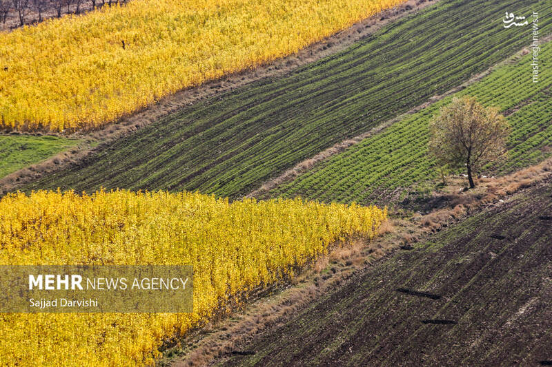 عکس / طبیعت زیبای پاییزی لرستان 5