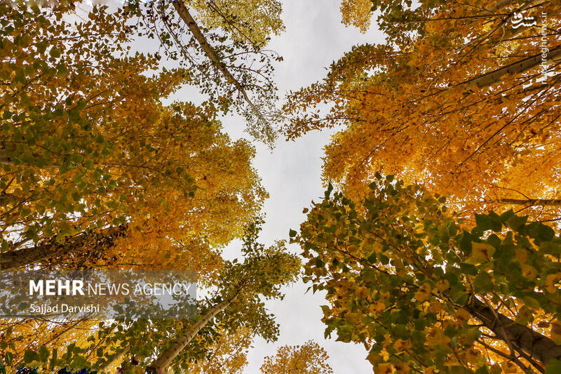 عکس / طبیعت زیبای پاییزی لرستان 3