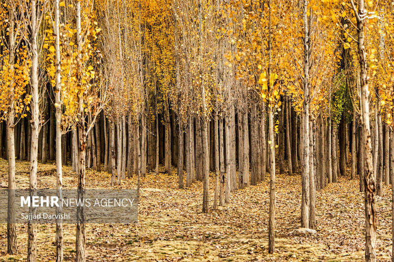 عکس / طبیعت زیبای پاییزی لرستان 6