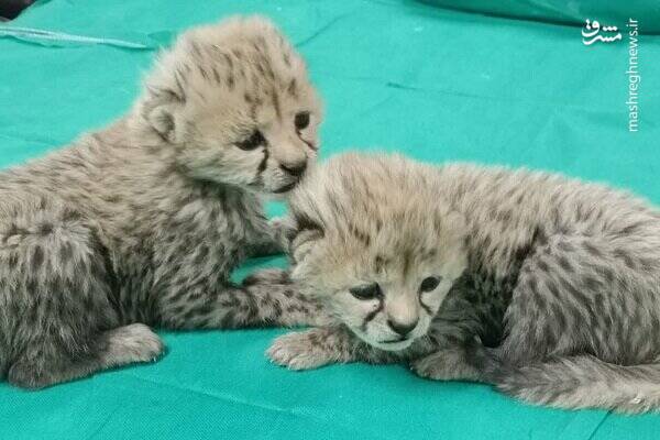 آیا میتوان به نجات نسل یوزها امیدوار بود؟