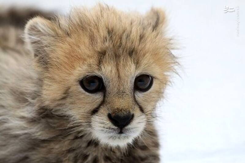 آیا میتوان به نجات نسل یوزها امیدوار بود؟