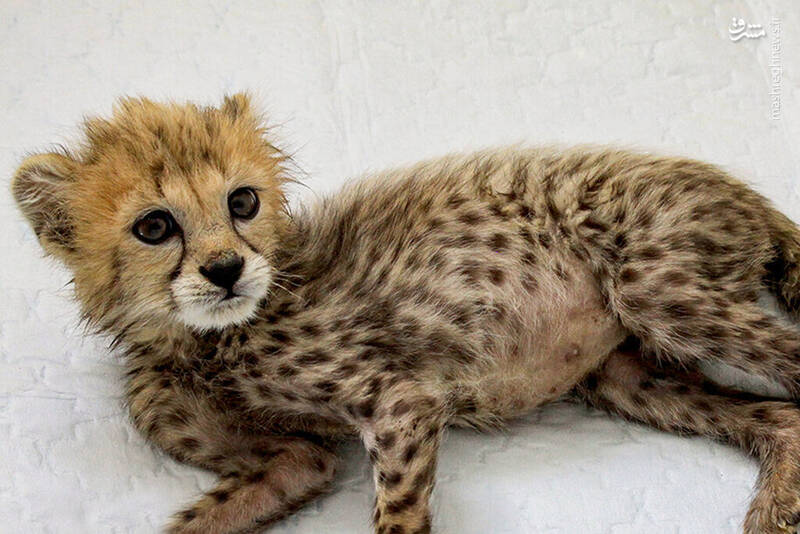 آیا میتوان به نجات نسل یوزها امیدوار بود؟