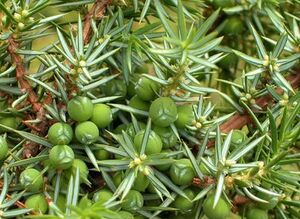 این گیاه خونریزی بینی را قطع میکند