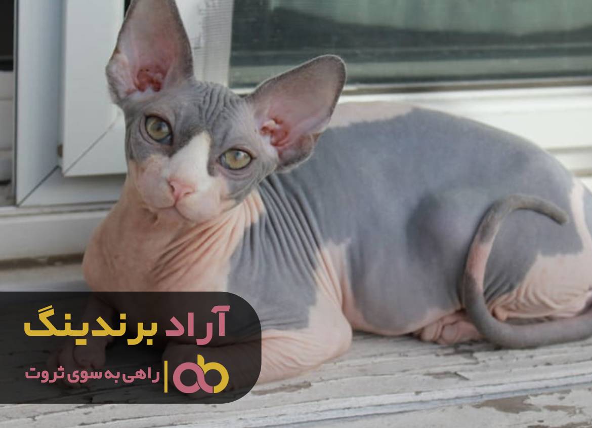 میلیاردر شدن را به آسانی ممکن کردم