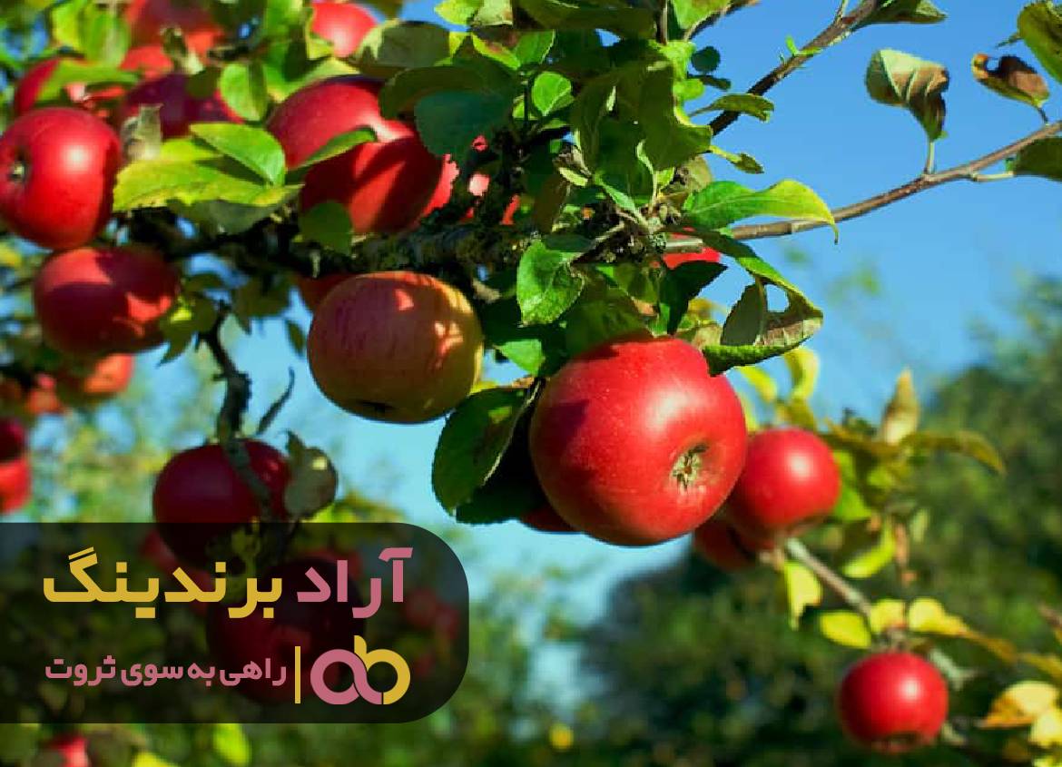 رنگین ترین دنیای من با مبل میسر شد