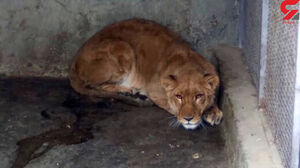 کشف یک حیوان وحشی در باغوحش خانگی + فیلم