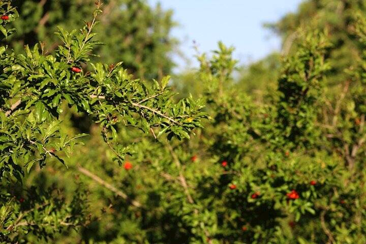 انار طهران، سرآمد انارهای ایران | معروفترین باغهای انار پایتخت در کدام محلهها بود | پزشکان انار این باغ تهران را برای درمان نوزادان تجویز میکردند