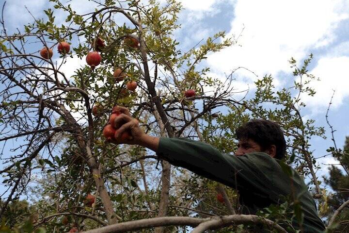 انار طهران، سرآمد انارهای ایران | معروفترین باغهای انار پایتخت در کدام محلهها بود | پزشکان انار این باغ تهران را برای درمان نوزادان تجویز میکردند