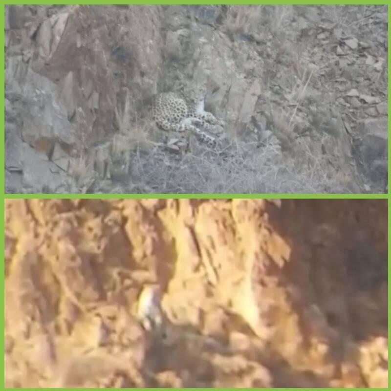 تصویربرداری از ۲ قلاده پلنگ در زنجان +عکس