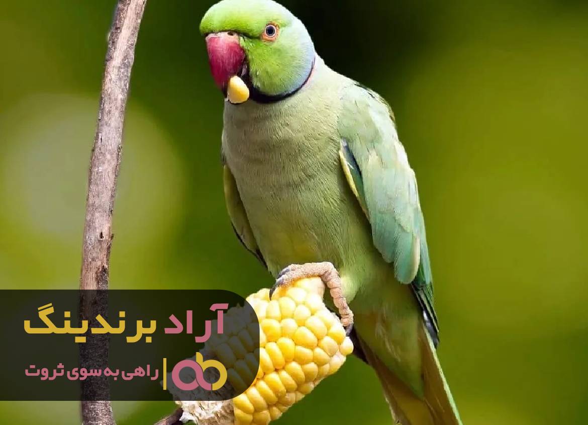 با ثروت به تمام هدف های بزرگ زندگیم رسیدم