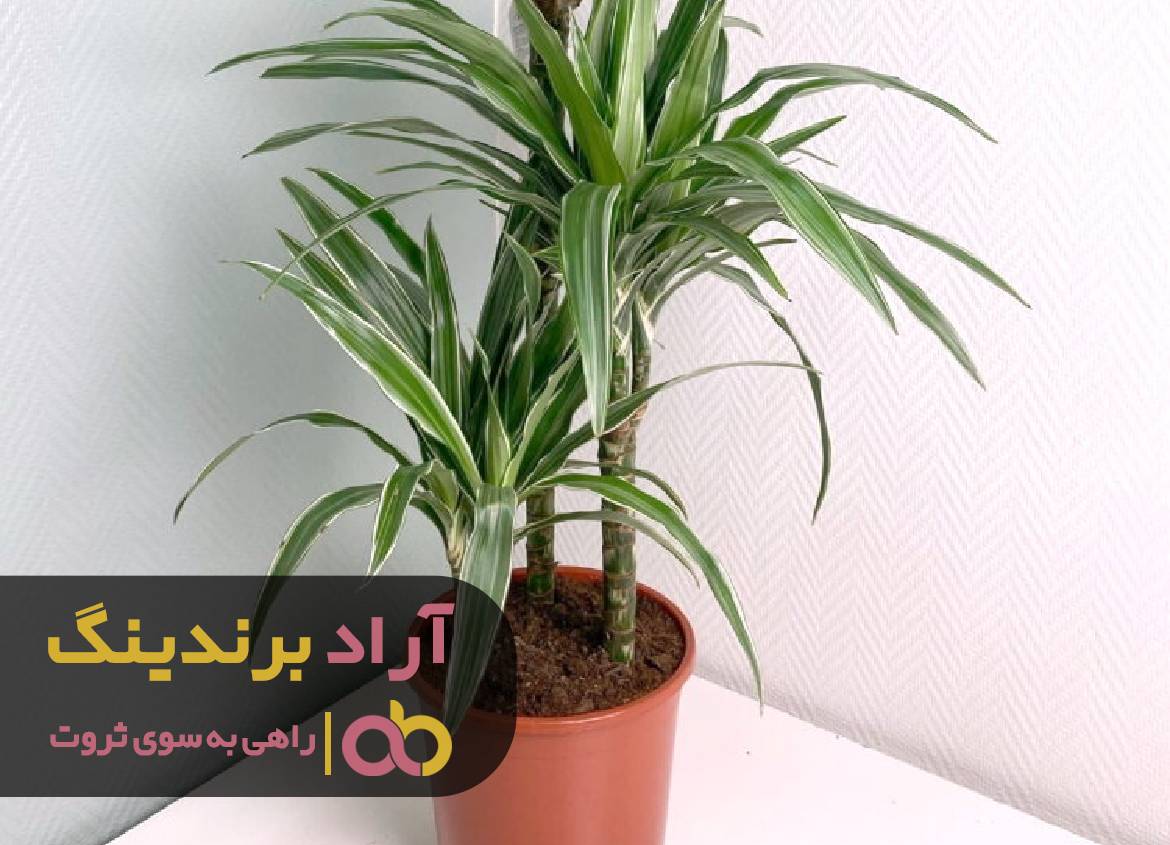 از ریسمان موفقیت بالا رفتم و ثروتمند شدم