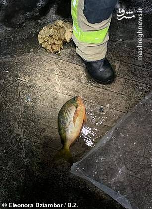 تصاویر جدید از ترکیدن آکواریوم غولپیکر برلین