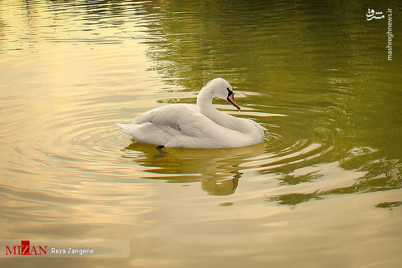 عکس/ گشتی در باغ پرندگان تهران