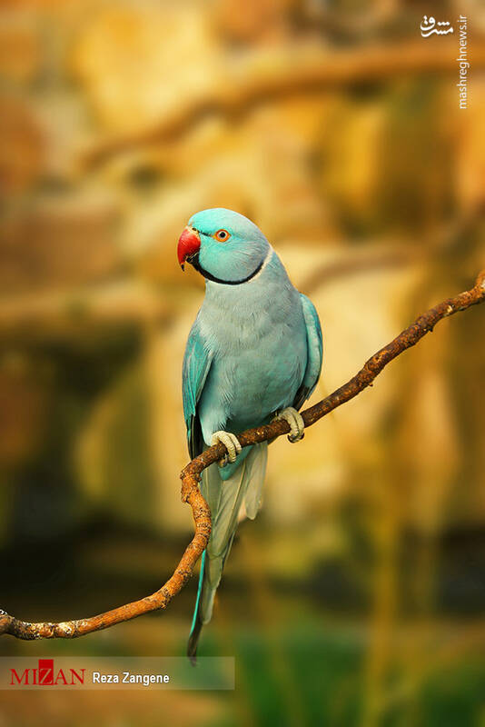 عکس/ گشتی در باغ پرندگان تهران