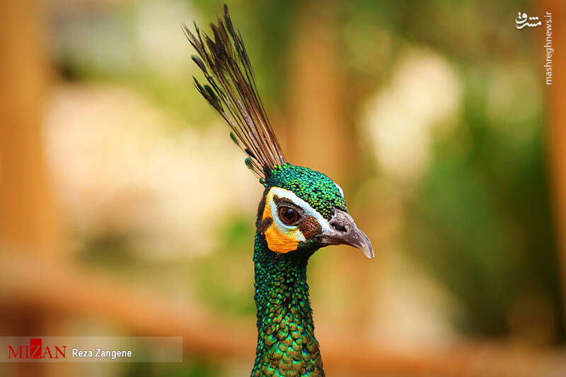 عکس/ گشتی در باغ پرندگان تهران