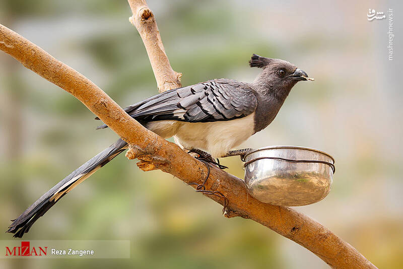 عکس/ گشتی در باغ پرندگان تهران