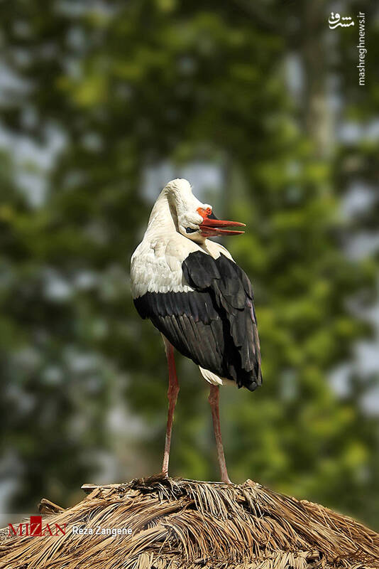 عکس/ گشتی در باغ پرندگان تهران