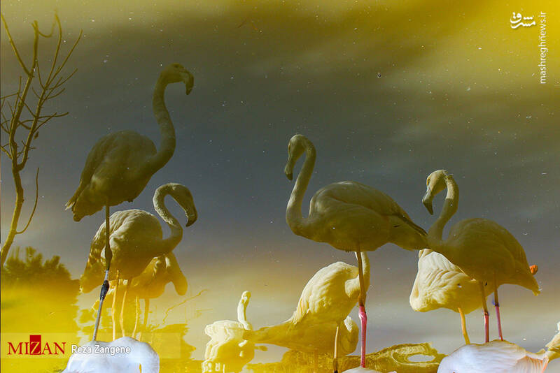 عکس/ گشتی در باغ پرندگان تهران