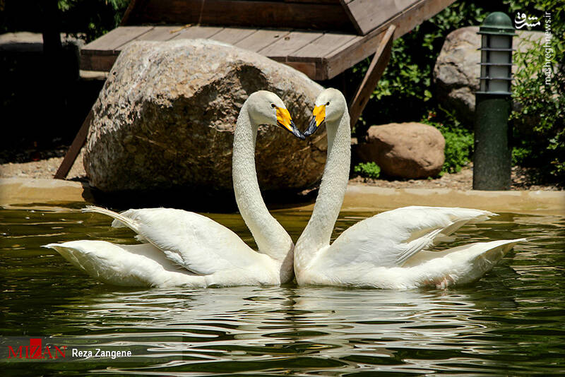 عکس/ گشتی در باغ پرندگان تهران
