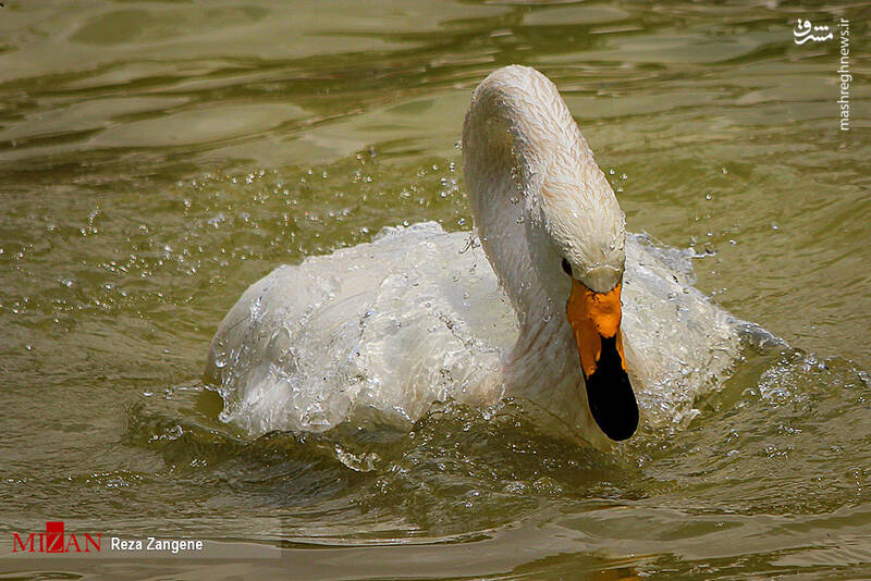 عکس/ گشتی در باغ پرندگان تهران
