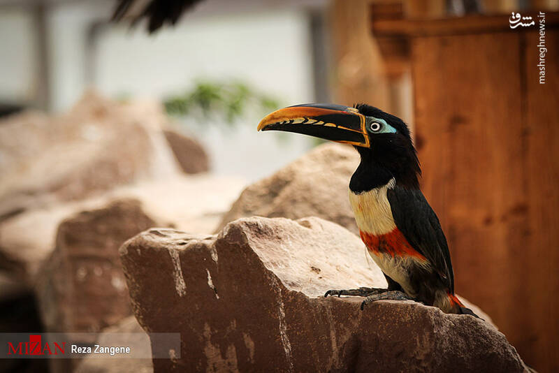 عکس/ گشتی در باغ پرندگان تهران