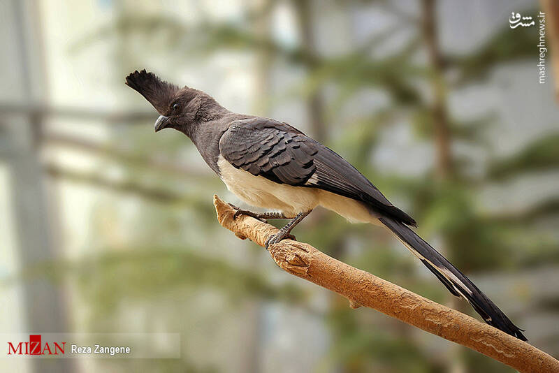 عکس/ گشتی در باغ پرندگان تهران