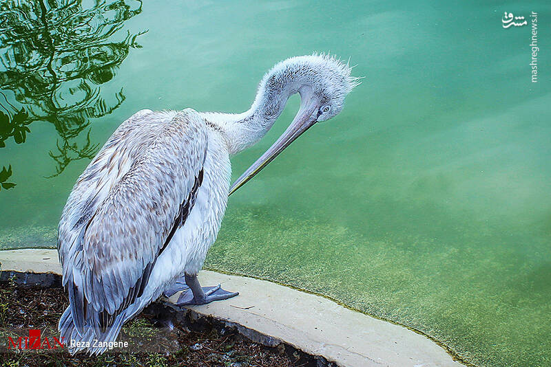 عکس/ گشتی در باغ پرندگان تهران