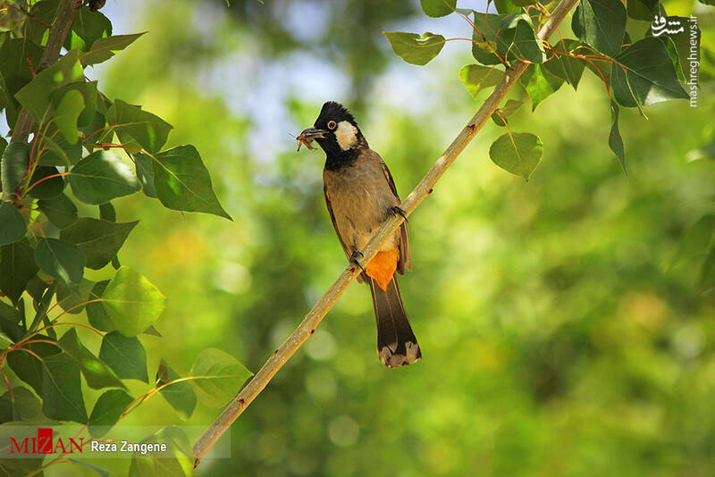 عکس/ گشتی در باغ پرندگان تهران