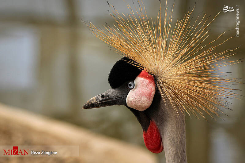 عکس/ گشتی در باغ پرندگان تهران