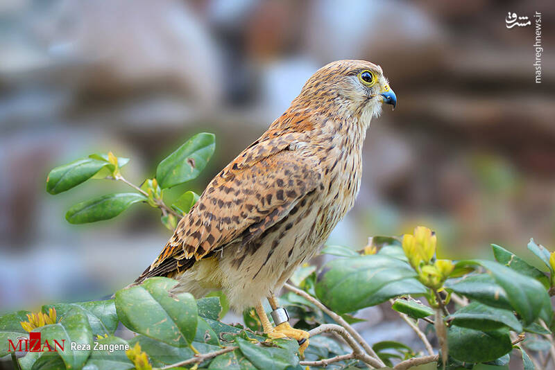 عکس/ گشتی در باغ پرندگان تهران