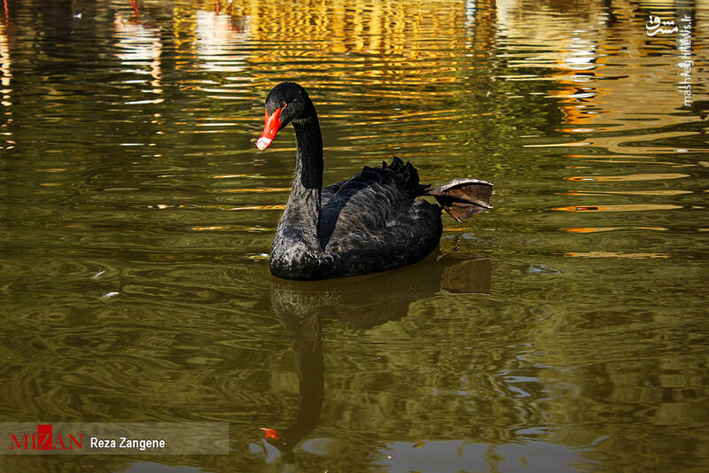 عکس/ گشتی در باغ پرندگان تهران