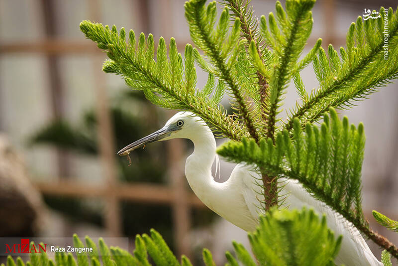 عکس/ گشتی در باغ پرندگان تهران