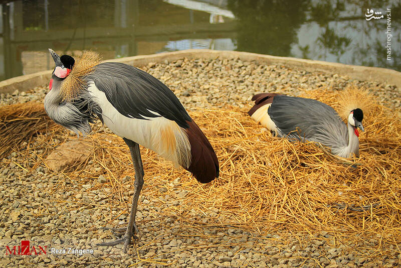 عکس/ گشتی در باغ پرندگان تهران