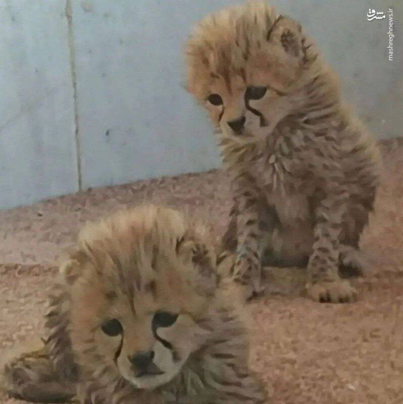 تصاویر جدید از «آذر» و «توران»