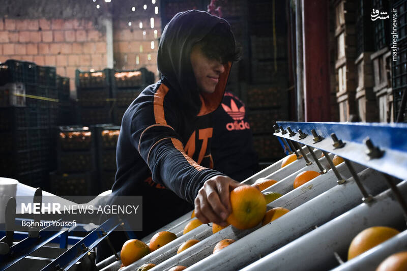 عکس/ برداشت پرتقال در مازندران