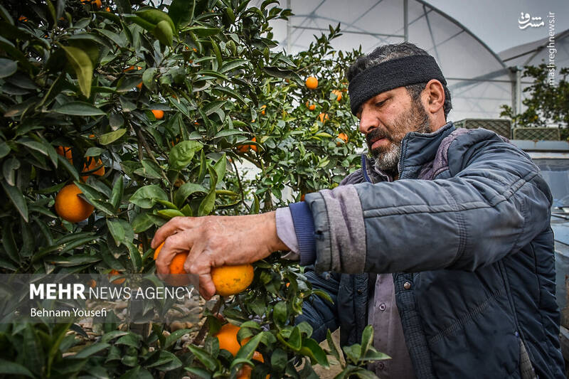 عکس/ برداشت پرتقال در مازندران