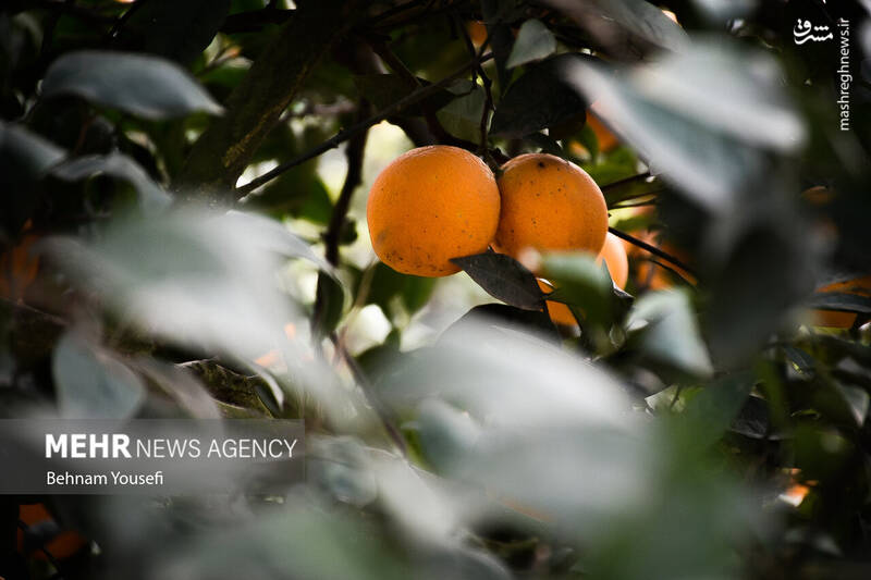 عکس/ برداشت پرتقال در مازندران