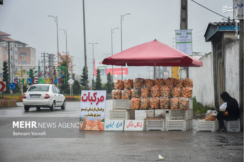 عکس/ برداشت پرتقال در مازندران