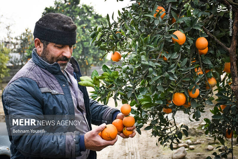 عکس/ برداشت پرتقال در مازندران