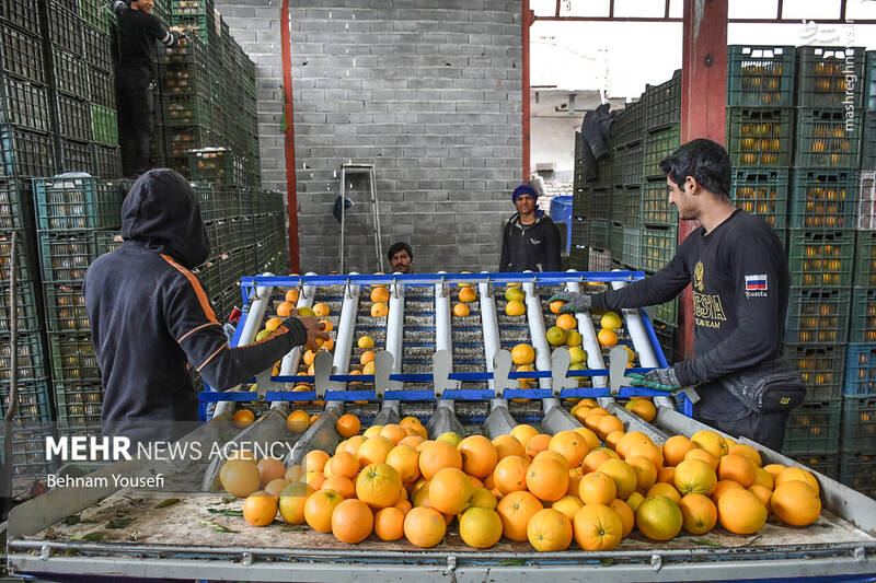 عکس/ برداشت پرتقال در مازندران