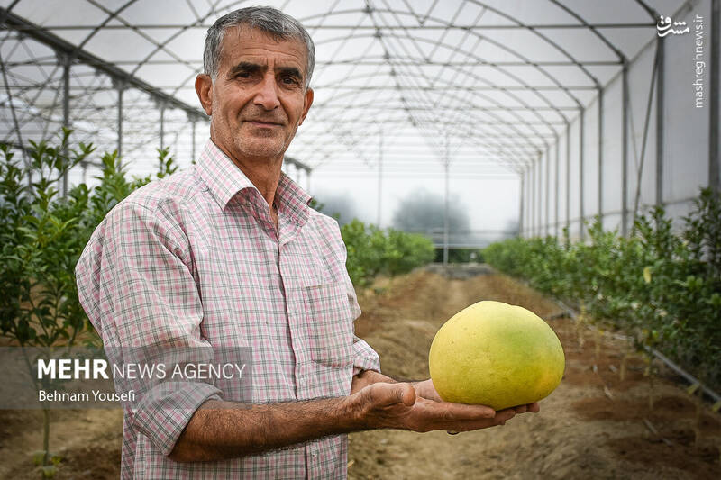 عکس/ برداشت پرتقال در مازندران