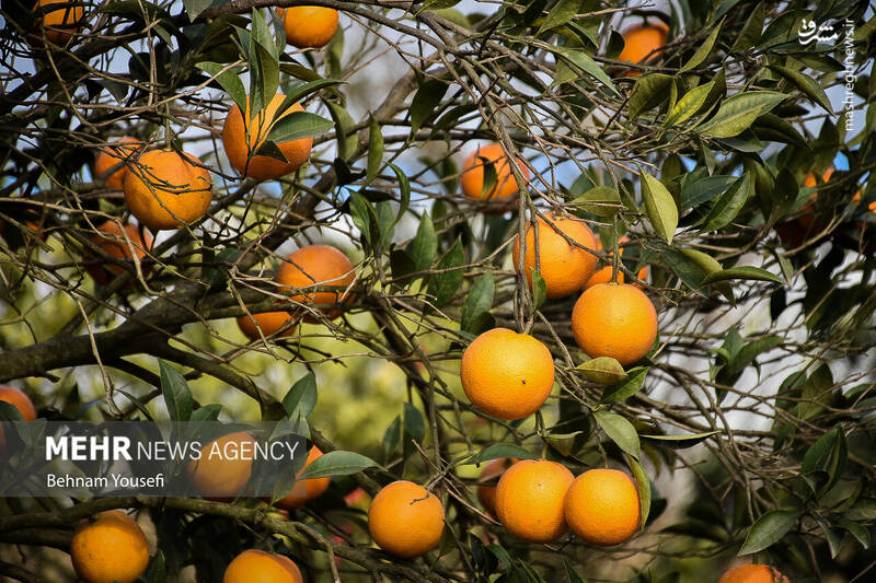 عکس/ برداشت پرتقال در مازندران