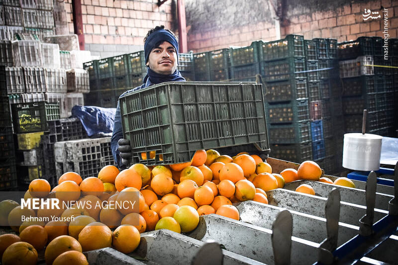 عکس/ برداشت پرتقال در مازندران